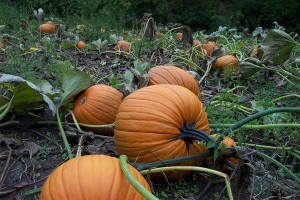 Its Halloween fun to come pick a pumpkin right off the vine at this west michgan farm