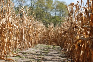 corn maze for grand haven, holland, grand rapids and muskegon